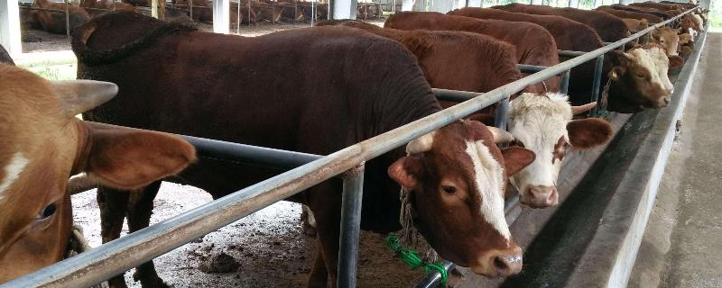 养殖肉牛,一头牛的利润大概是多少？关于肉牛的问题！