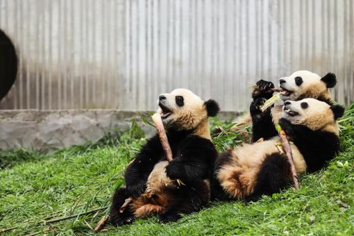 四川发现褪色小熊猫-摄图网