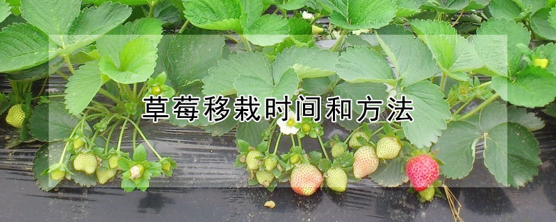 草莓移栽时间和方法