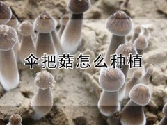 伞把菇喜欢长在哪里？伞把菇怎么种植