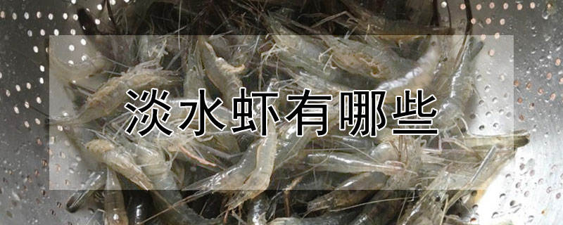 淡水虾有哪些