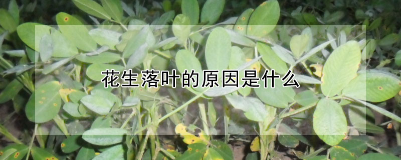 花生落叶的原因是什么