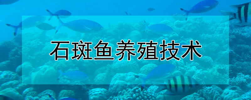 石斑鱼养殖技术