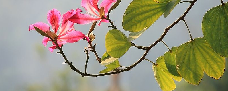 紫荊花冬天能開花嗎?紫荊花冬天會開嗎