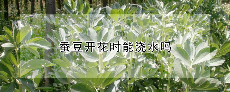 蚕豆开花时能浇水吗