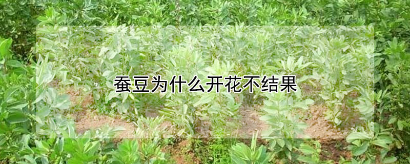 蚕豆为什么开花不结果