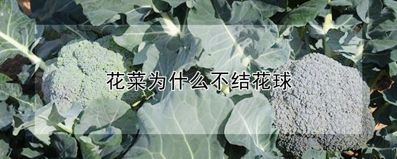 花菜为什么不结花球