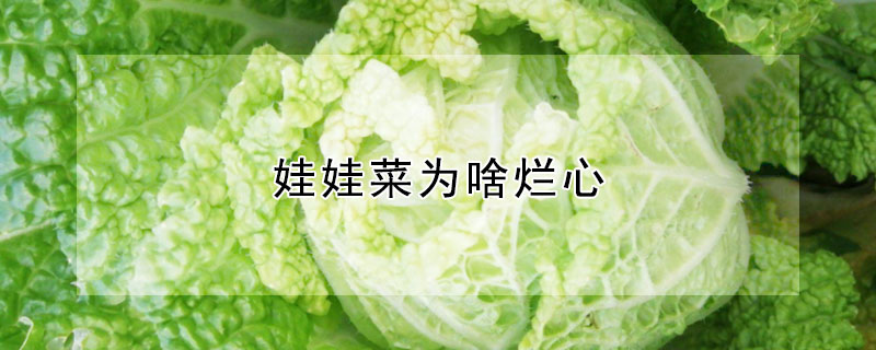 娃娃菜为啥烂心