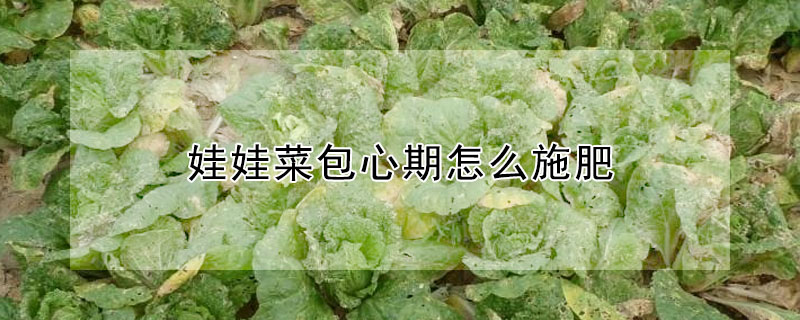 娃娃菜包心期怎么施肥