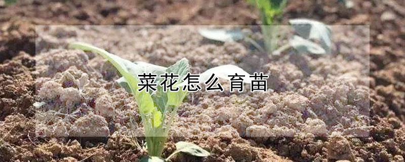 菜花怎么育苗