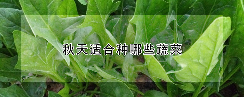 秋天适合种哪些蔬菜