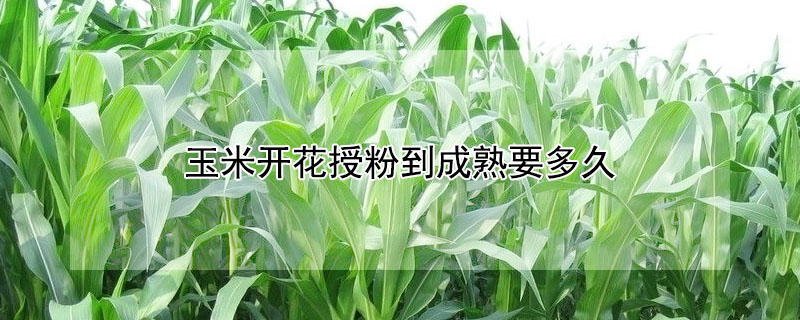 玉米开花授粉到成熟要多久