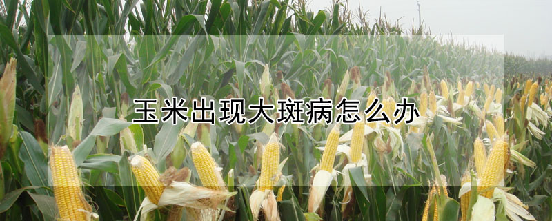 玉米出现大斑病怎么办