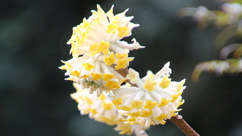 结香花怎么分株