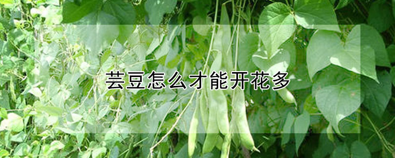 芸豆怎么才能开花多