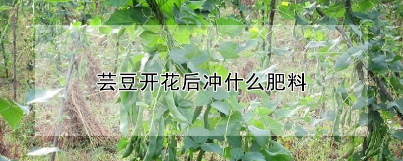 芸豆开花后冲什么肥料