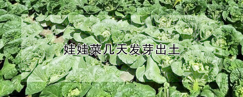 娃娃菜几天发芽出土