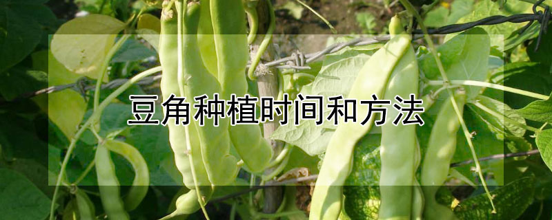 豆角种植时间和方法