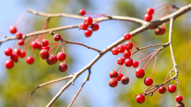 红豆鲜花怎么养