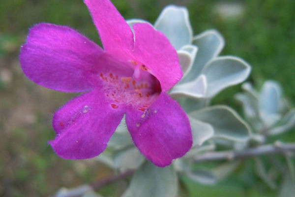 红花玉芙蓉怎么繁殖