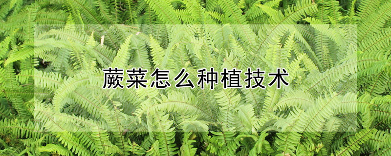 蕨菜怎么种植技术