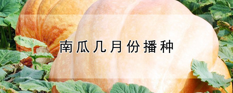 南瓜几月份播种