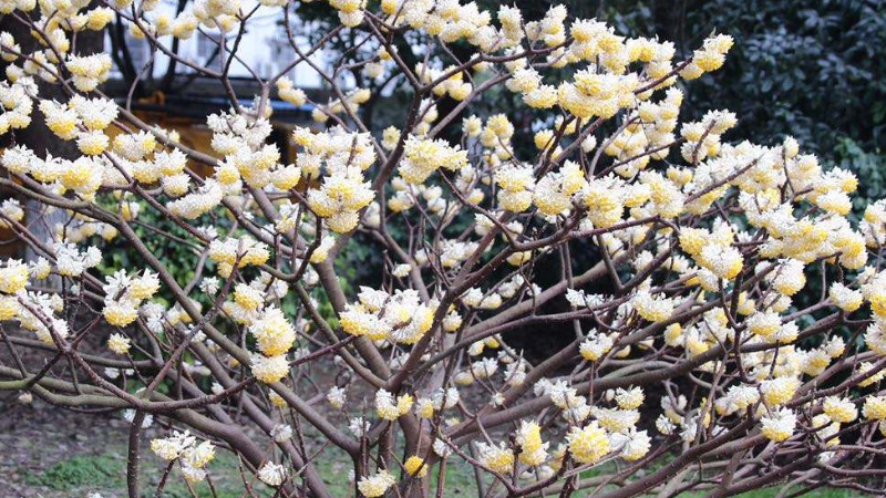 结香花叶子发黄怎么办