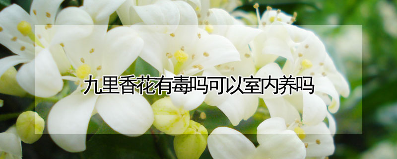 九里香花有毒吗可以室内养吗