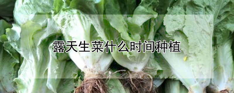 露天生菜什么时间种植