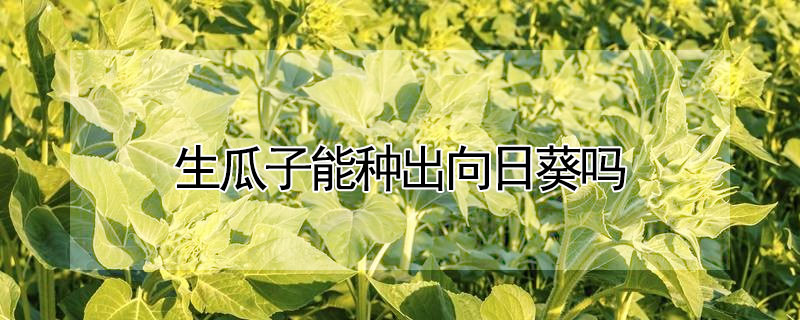 生瓜子能种出向日葵吗