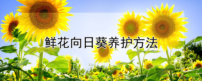 鲜花向日葵养护方法