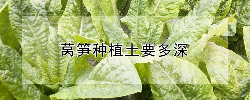 莴笋种植土要多深