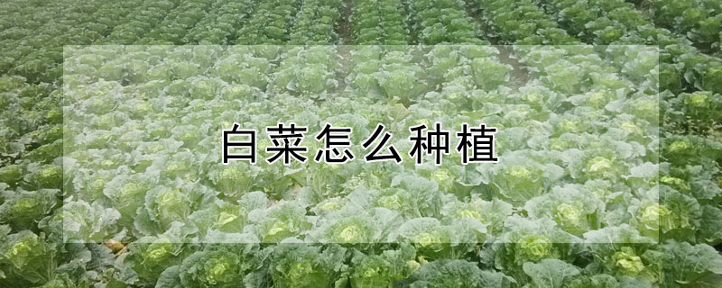 白菜怎么种植