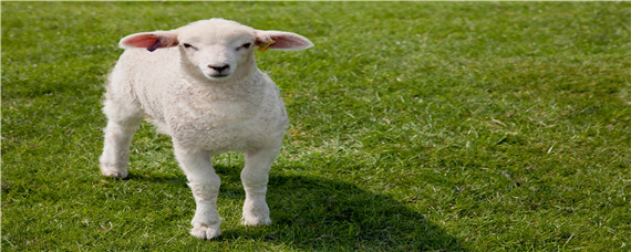 羊分为几种？羊的种类有哪些品种