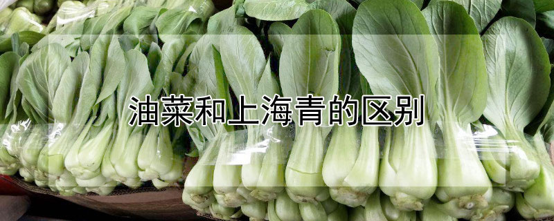 油菜和上海青的区别