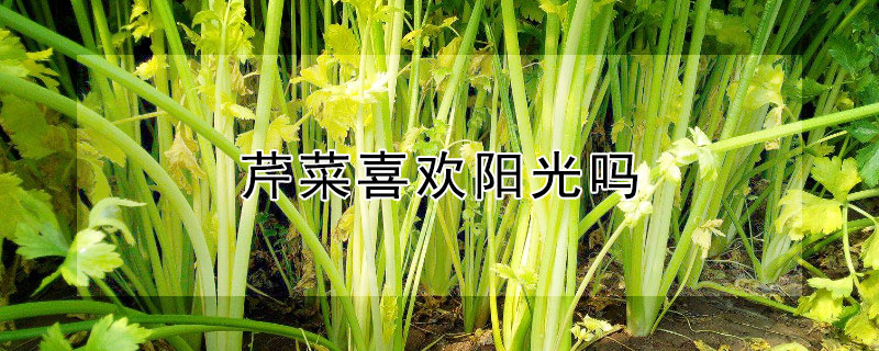 芹菜喜欢阳光吗