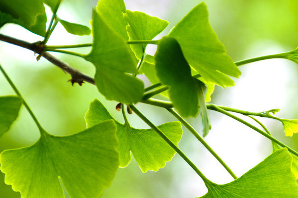 银杏树的种植与管理