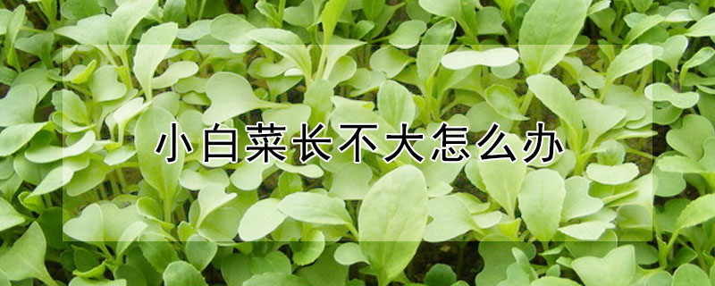 小白菜长不大怎么办