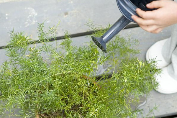 种花营养液怎么使用