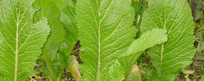 芥菜种子怎么催芽