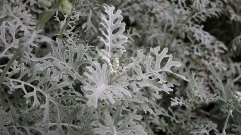 银叶菊鲜切花怎么养护