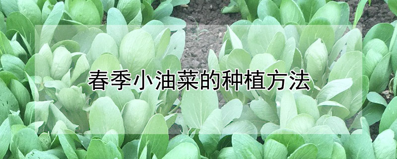 春季小油菜的种植方法