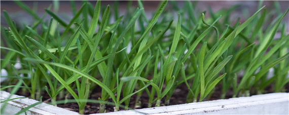 韭菜种植时间及方法