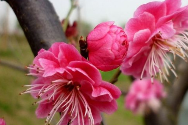 梅花的開花時間?梅花幾月份開花