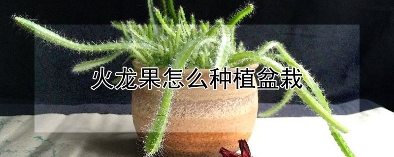 火龙果怎么种植盆栽