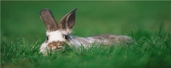 小野兔幼崽怎么养活