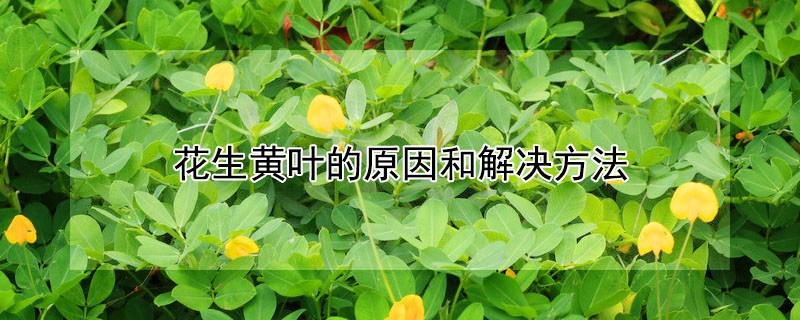 花生黄叶的原因和解决方法