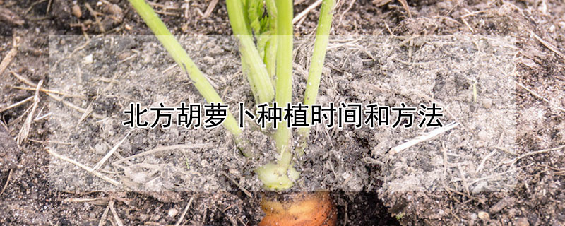 北方胡萝卜种植时间和方法