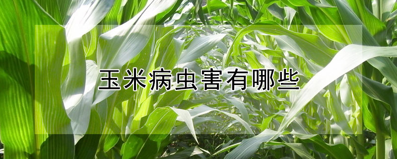 玉米病虫害有哪些