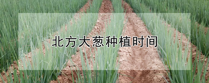 北方大葱种植时间